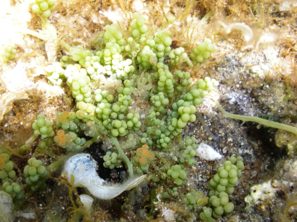 Caulerpa racemosa